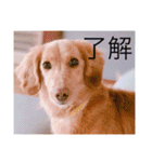 おおたもこくんです（個別スタンプ：10）