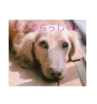 おおたもこくんです（個別スタンプ：13）