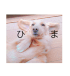 おおたもこくんです（個別スタンプ：19）