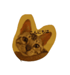 にゃんベンガルズ（個別スタンプ：2）
