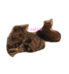 にゃんベンガルズ（個別スタンプ：4）