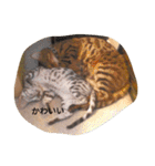 にゃんベンガルズ（個別スタンプ：14）