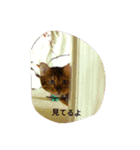 にゃんベンガルズ（個別スタンプ：16）