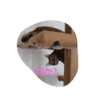 にゃんベンガルズ（個別スタンプ：21）