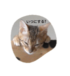にゃんベンガルズ（個別スタンプ：24）