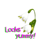 kikimama Flower Sticker英語版（個別スタンプ：16）