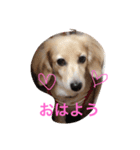 うー、ロイ（個別スタンプ：1）