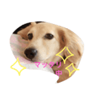 うー、ロイ（個別スタンプ：2）