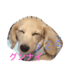 うー、ロイ（個別スタンプ：3）