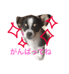 うー、ロイ（個別スタンプ：5）