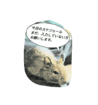 TEAM  tachikawa sticker 2（個別スタンプ：17）