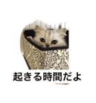 チンチラシルバーのひなちゃん（個別スタンプ：1）