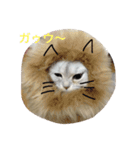チンチラシルバーのひなちゃん（個別スタンプ：5）