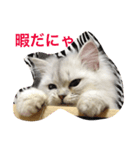 チンチラシルバーのひなちゃん（個別スタンプ：8）
