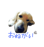だるゆる犬（個別スタンプ：1）