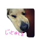 だるゆる犬（個別スタンプ：2）