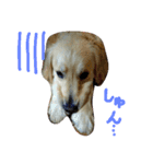だるゆる犬（個別スタンプ：3）