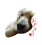 だるゆる犬（個別スタンプ：4）