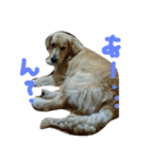 だるゆる犬（個別スタンプ：5）
