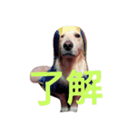 だるゆる犬（個別スタンプ：6）