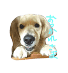 だるゆる犬（個別スタンプ：10）