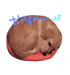 だるゆる犬（個別スタンプ：11）