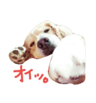 だるゆる犬（個別スタンプ：13）