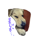 だるゆる犬（個別スタンプ：14）