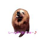 だるゆる犬（個別スタンプ：15）