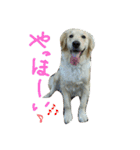 だるゆる犬（個別スタンプ：16）