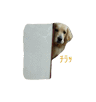 だるゆる犬（個別スタンプ：17）