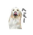 だるゆる犬（個別スタンプ：19）