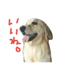 だるゆる犬（個別スタンプ：20）
