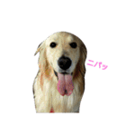 だるゆる犬（個別スタンプ：21）