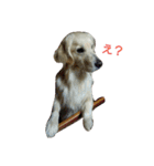 だるゆる犬（個別スタンプ：24）
