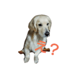 だるゆる犬（個別スタンプ：25）