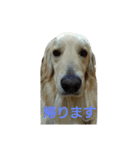 だるゆる犬（個別スタンプ：27）