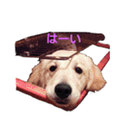 だるゆる犬（個別スタンプ：28）