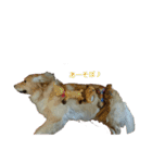 だるゆる犬（個別スタンプ：31）