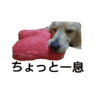 だるゆる犬（個別スタンプ：32）