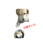 だるゆる犬（個別スタンプ：33）