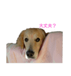 だるゆる犬（個別スタンプ：34）