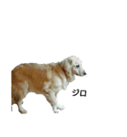 だるゆる犬（個別スタンプ：35）