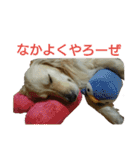 だるゆる犬（個別スタンプ：39）