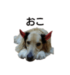 だるゆる犬（個別スタンプ：40）