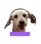 Ohana-JD-Blues（個別スタンプ：1）