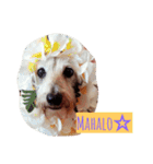 Ohana-JD-Blues（個別スタンプ：21）