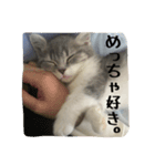 にゃんまる先生！喋る！（個別スタンプ：1）
