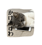 にゃんまる先生！喋る！（個別スタンプ：5）