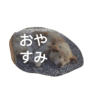 小野家の生き物たち（個別スタンプ：1）